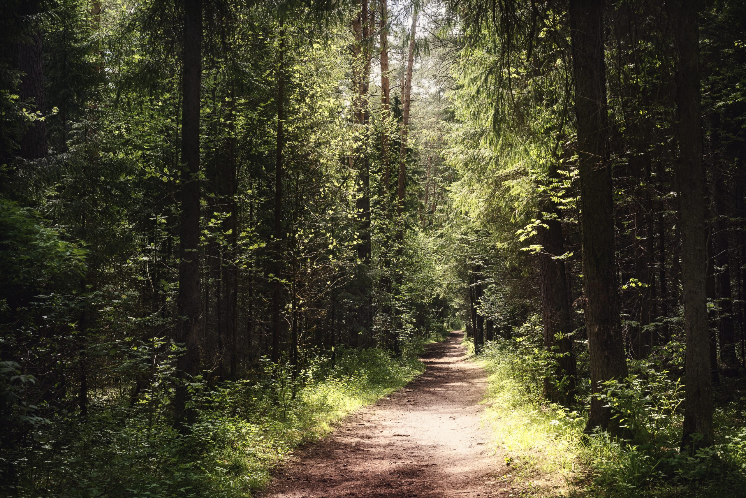 View,From,Inside,The,Forest.,Beautiful,Nature.,Summer,Taiga,Landscape.